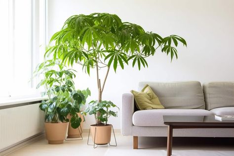 Umbrella Plant, Umbrella Tree, Photosynthesis, Plant Needs, New Growth, Potting Soil, Plant Design, Grow Lights, Low Lights