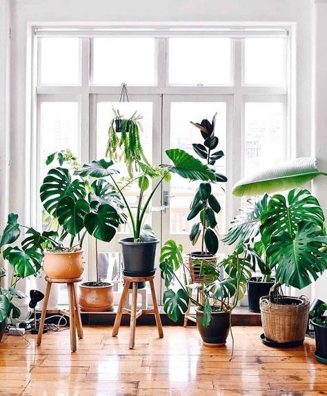 Plant Screen, Houseplant Ideas, Displaying Plants, Easy House Plants, Support Pour Plante, Low Light Plants, Houseplants Indoor, House Plants Decor, Simple Photo