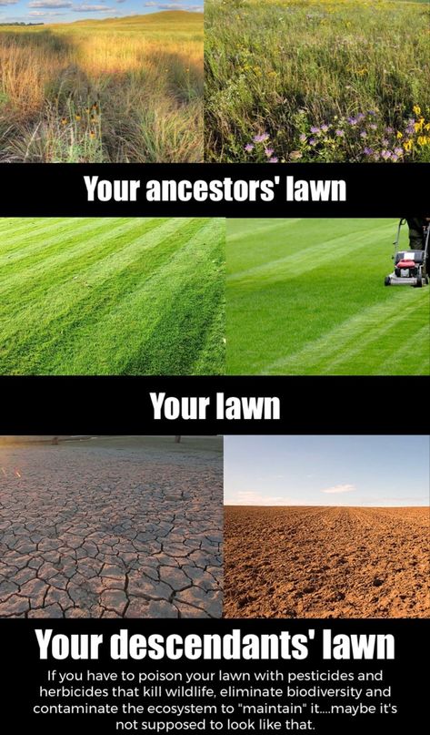 If you have to poison your lawn with pesticides and herbicides that kill wildlife, eliminate biodiversity, and contaminate the ecosystem to “maintain” it… maybe it’s not supposed to look like that Grow Wildflowers, Dumpster Diving, Save The Planet, Permaculture, Lawn Care, Agriculture, Wild Flowers, Lawn, That Look