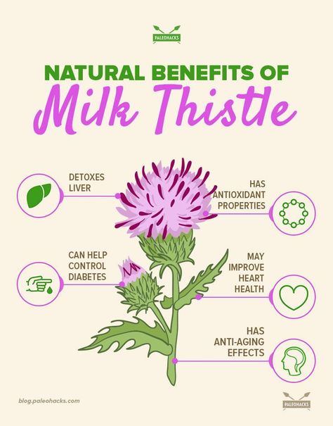 People have been using milk thistle to address health ailments for thousands of years. #milkthistle #healing #natural Benefits Of Milk Thistle, Thistle Benefits, Liver Repair, Milk Thistle Benefits, Benefits Of Milk, Wild Crafting, Adrenal Health, Liver Diet, Ginger Benefits