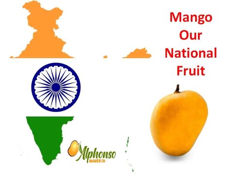 Why Mango is our National Fruit Sources Of Vitamin A, Mango Fruit, Mango Tree, White Patches, Sweet Smell, Indian History, Layers Of Skin, Alexander The Great, Mango