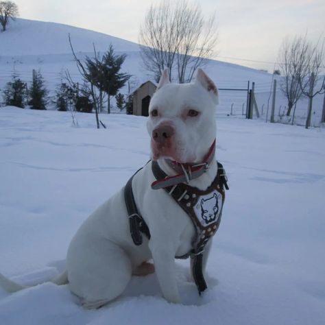 - Albino Pitbull, Cute Pitbulls, Pitbull, Dogs, Animals, Quick Saves