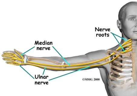 median nerve Ulnar Nerve, Median Nerve, Pinched Nerve, Elbow Pain, Nerve Pain Relief, Muscle Anatomy, Hand Therapy, Carpal Tunnel, Nerve Pain