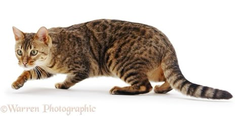 Cat, stalking Cat Stalking, Cat Poses, Cat Anatomy, Cat Run, Kitten Photos, Cat Reference, Cat Spray, Cat Pose, Cat Behavior