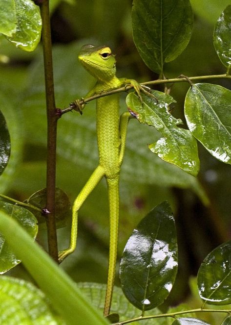 Green Lizard Garden Lizard, Magic Faraway Tree, The Magic Faraway Tree, Faraway Tree, Green Lizard, Dat Boi, Jungle Gym, Chameleons, Crocodiles