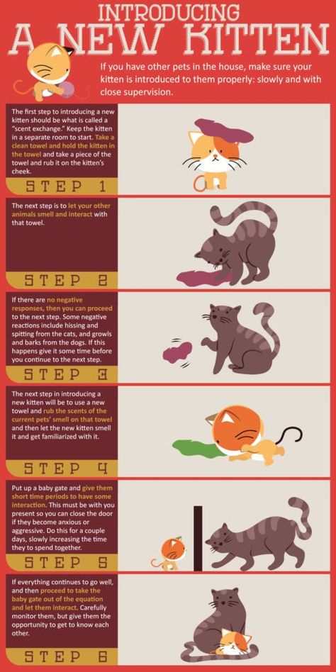 As you can image I didn’t start out with six cats. That number grew over time. So I did some research and obviously have added a few cats to find the perfect solution for this!So, how do you introduce a new kitten to a cat? #cats #kittens #kitties #adorable #pets #animals #cattify #behaviors How To Introduce Cats, Getting A Kitten, New Kitten, Cat Language, Cat Essentials, Cat Info, Cat Care Tips, Kitten Care, Owning A Cat