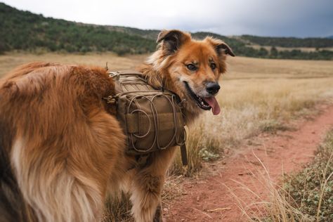 The Best Dog Backpacks of 2024 | GearJunkie Tested Backpack For Dogs, Camper Dog, Climbing Workout, Trail Dog, Best Tents For Camping, Dog Backpack, Bike Reviews, Good Dog, Dog Vest