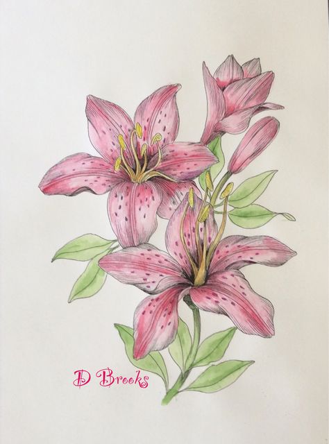 Stargazer Lillie’s from Botanica by Robert Roskam White Lilies Painting, Stargazer Lily Drawing, Lillies Drawings, Lily Flower Sketch, Lilly Drawing, Lilly Flower Drawing, Rose Flowers Drawing, Decoration Craft Ideas, Lily Artwork