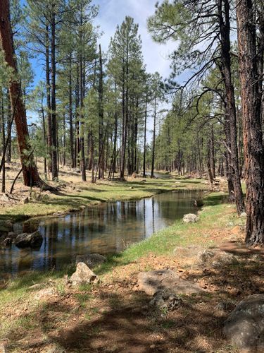 Show Low Bluff Trail - Arizona | AllTrails Black Over Knee Boots, Parking Area, Dry Heat, A Barn, Walk In The Woods, White Mountain, The Trail, Take A Break, Great View