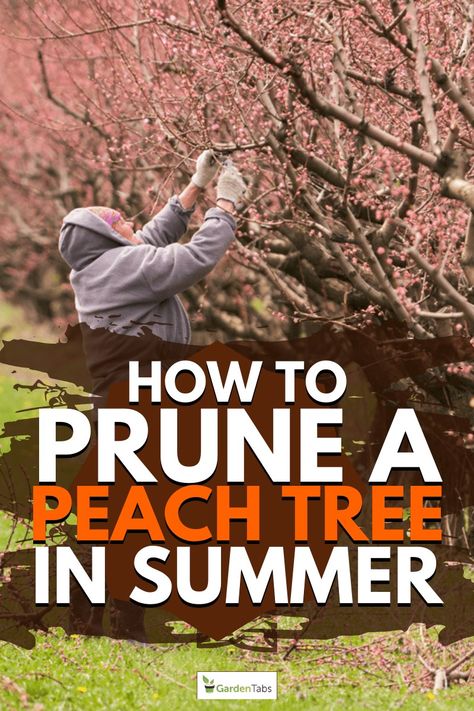 GardenTabs - How To Prune A Peach Tree In Summer. Your... Peach Tree Care, Pruning Peach Trees, Growing Peach Trees, Prune Fruit, Fruit Tree Garden, Weeping Cherry Tree, Pruning Fruit Trees, Yucca Plant, Garden Planter Boxes