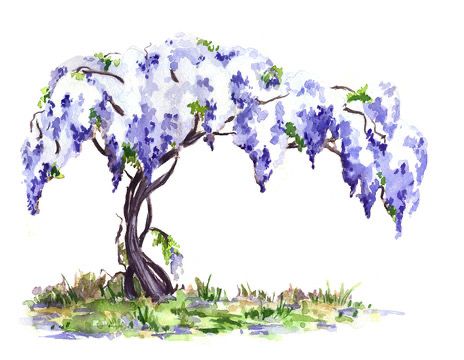 Wisteria Drawing, Wisteria Watercolor, Blue Wisteria, Vine Drawing, Wisteria Vine, Wisteria Tree, Sketch Watercolor, Wall Murals Painted, Pink Trees