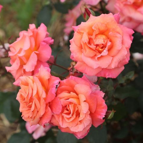 Coral Rose, Peach Colored Flowers, Salmon Color Flowers, Salmon Roses, Apricot Colored Flowers, Peach Colored Roses, Coral Sunset Peony, Rose Peach, Heirloom Roses