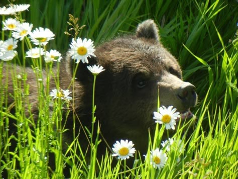 The Grass, Brown Bear