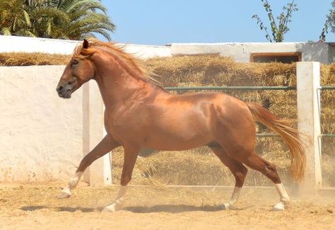 Horse Barb Purest | 1000+ images about Barbary Horses (Barb) on Pinterest | Morocco ... Barb Horse, Impossible Pie, Barbary Coast, Horse Coat Colors, Horse Facts, Pony Breeds, Horse Coats, Painting References, Horse Inspiration