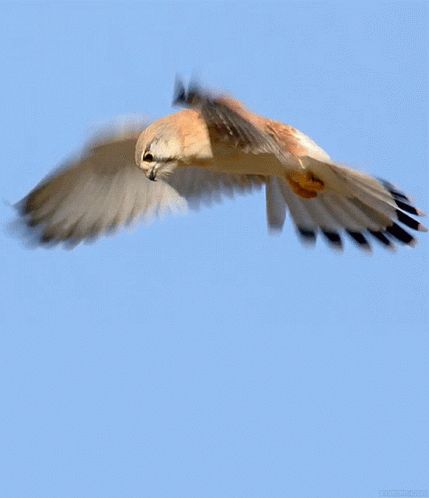 Falcon Flying GIF - Falcon Flying Flapping - Discover & Share GIFs Fly Gif, Gif Ideas, Bird Flying, Bird Gif, Kestrel, Animation Tutorial, Animation Reference, 2d Animation, Birds Of Prey