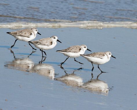 Shore Birds - NinaEhmer Sandpiper Painting, Piper Bird, Shore Bird Art, Bird Painting Acrylic, Shore Birds, Mendocino Coast, Coastal Birds, Birds Art, Julie Ann