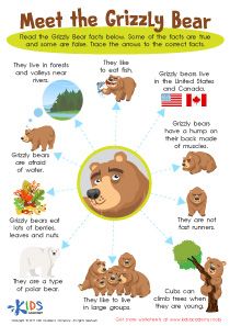 Grizzly Bear Facts Worksheet for 3rd Graders #kids #preschool #kindergarten #kindergartenworksheets #preschoolworksheets #worksheets #printables #lettering #learning #tracing #tracingworksheets #handwriting #writing #coloring #subtraction #balancing #art #counting #practice #basic #academy #delight #cardinals #directions #festive #bring #drawings #shapes Bear Facts For Kids, Facts About Bears, Nature Curriculum, Mars Facts, Bear Facts, Bears Preschool, Bear Habitat, Habitats Projects, Bear Species