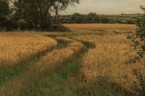 Barley field Ballynoe | NIEye | Flickr Barley Field, Barley, Photography