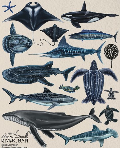 Sea Creatures Drawing, Ocean Room, Deep Sea Diving, Fishing Pictures, Blue Poster, Marine Biology, Sea Art, A Level Art, Whale Shark