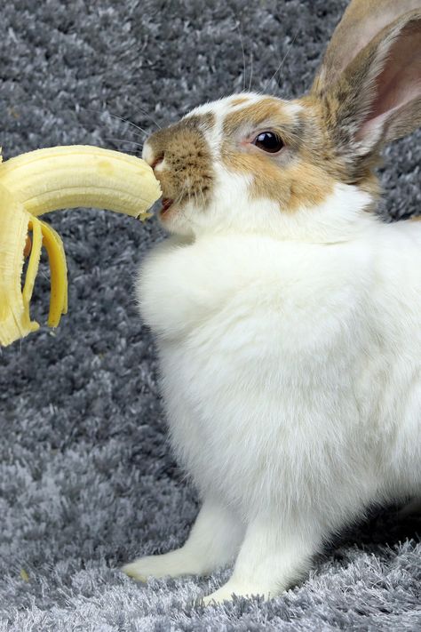 Can rabbits eat bananas? Are they safe for them? How much is too much? We’re answering all of these questions and more in today’s post, so keep on reading. . . . . . . #rabbit #bunny #food bananas #pets #animals #bunnylover #bunnylove #bunnyoftheday #bunnylife #bunnylover #lapin Banana Animals, Bunny Diet, Animal Eating, Bunny Food, Raising Rabbits, Eating Bananas, Rabbit Eating, Ny Life, Pet Friendly House