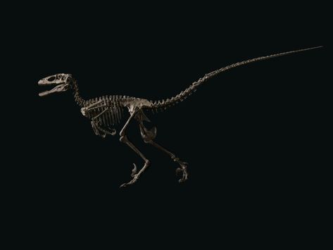 Christie's Auctioned Off a Velociraptor Skeleton for $12.4 Million, Eviscerating Its $6 Million Estimate | Artnet News Raptor Skeleton, Velociraptor Skeleton, New York Evening, Carnivorous Animals, Peabody Museum, Leg Bones, Fossil Hunting, Montana Usa, Modern Birds