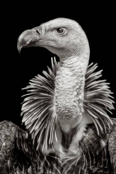 305 Ruppell's Vulture Photos and Premium High Res Pictures - Getty Images Vulture Images, Vulture Marvel, Griffon Vulture, Beak Mask, Bearded Vulture, Turkey Vulture, Bird Quotes, Vulture Culture, Animal Nails