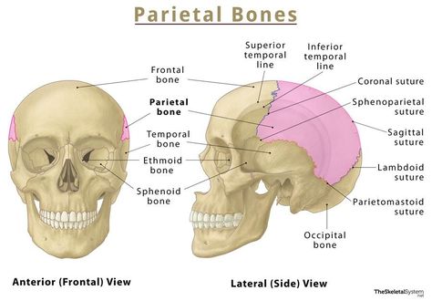 Parietal Bone Anatomy, Anatomy Stickers, Anatomy Study, Anatomy And Physiology, Anatomy, Quick Saves