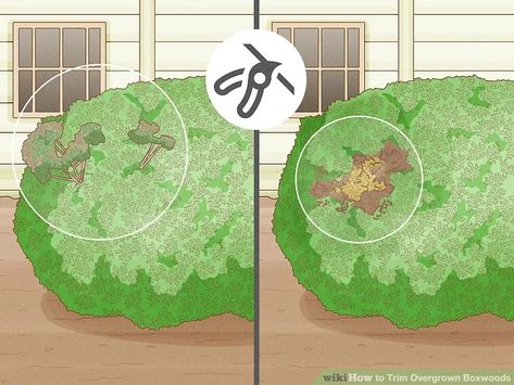 How to Trim Overgrown Boxwoods: 7 Steps (with Pictures) - wikiHow How To Shape Boxwood Shrubs, Trim Bushes Shape, Trim Boxwood Shrubs, Bush Trimming Shape, When To Trim Boxwoods Shrubs, Pruning Boxwood Shrubs, Trimming Boxwood Shrubs, Shaping Boxwood Bushes, How To Trim Boxwood Bushes