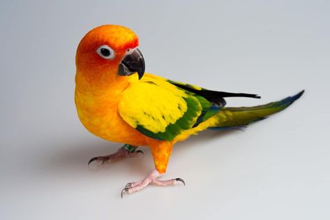 Many parrot species can learn to talk. Are sun conures among them? How do you teach your sun conure to imitate your voice? #conures #parrots #birds African Lovebirds, Conure Bird, Parrot Wallpaper, Conure Parrots, Pet Bird Cage, Sun Conure, Parrots Art, Macaw Parrot, Crochet Birds