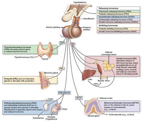 Anterior Pituitary Hormones. The hypothalamus releases regulatory hormones, to control the release of hormones from the anterior pituitary. Each regulatory hormone released from the hypothalamus is the same highlighted color as the specific hormone(s) from the anterior pituitary that it controls Basic Notes, Anterior Pituitary, Clinical Nutrition, Fruit Recipes Healthy, System Map, Medical School Life, Mammary Gland, Pituitary Gland, Thyroid Gland