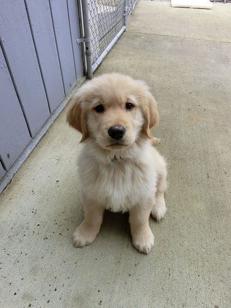 <3 i want another one Big Dogs Breeds, Biggest Dog In The World, Biggest Dog, Cute Fluffy Dogs, Cute Teacup Puppies, Very Cute Puppies, Golden Puppy, Really Cute Puppies