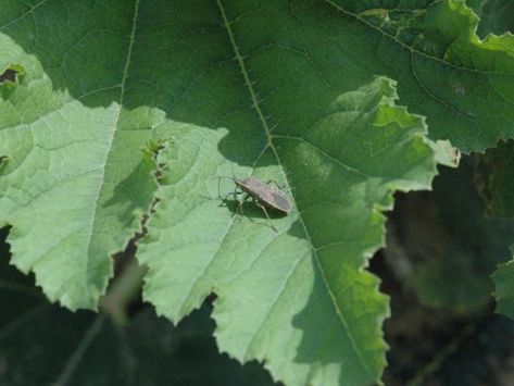 Early detection of a squash bug problem is essential for preserving crops. Once an infestation is underway, management is difficult. Round Lawn, Overseeding Lawn, Zucchini Plants, Squash Bugs, Squash Plant, Squirrel Pictures, Gardening Projects, Clematis Flower, Types Of Grass