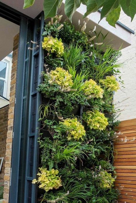 How to create a living plant wall in your own garden Tiny Courtyard Ideas, Living Walls Outdoor, Backyard Living Spaces, Cosy Garden, Living Wall Garden, Living Wall Indoor, Creative Gardens, Garden Wall Planter, Wall Planters Outdoor