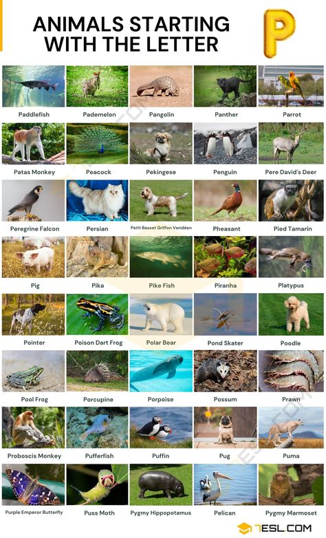 Land Animals Chart, Pygmy Hippopotamus, Animals Name In English, Pygmy Marmoset, Proboscis Monkey, Petit Basset Griffon Vendeen, Alphabet Animals, Creative Prompts, Land Animals