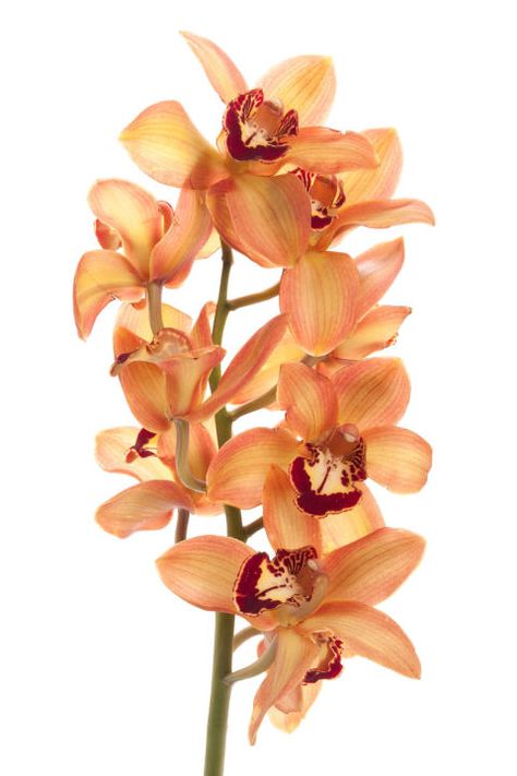 Mini cymbidium orchids' colors are the perfect mid-season pick-me-up. In cheery colors like yellow, pink and orange, they bring an almost tropical vibe to your home and outdoor spaces — even in the middle of October. Click through for more fall flowers to grow this autumn. Fall Mums, Types Of Orchids, Orchid Arrangements, Cymbidium Orchids, Orchid Care, Orchid Plants, Beautiful Orchids, Tropical Vibes, Types Of Flowers