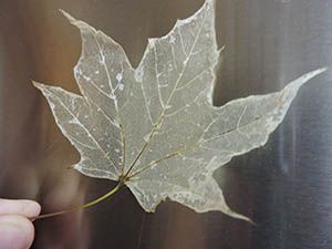 How To Frame Leaves, How To Make A Leaf Skeleton, Diy Leaf Crafts, How To Make Skeleton Leaves, Leaf Skeleton Diy, How To Dry Leaves, Leaf Skeleton Art, Preserving Leaves, Preserve Leaves