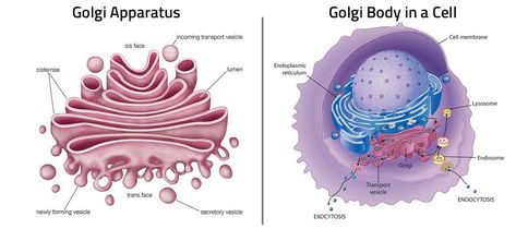 Golgi Apparatus Function | Definition | Structure | Analogy Golgi Bodies, Animal Cell Diagram, Endomembrane System, Golgi Apparatus, Cell Membrane Structure, Cell Background, Tissue Biology, What Is Cell, Nuclear Membrane