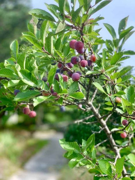 All About The Beach Plum Tree - Minneopa Orchards Connecticut House, Prune Fruit, Beach Plum, Purple Fruit, Plum Fruit, Backyard Plants, Plum Tree, Food Forest, Garden Yard Ideas