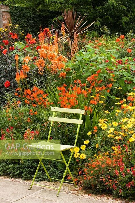 Metal chair by hot coloured border with Crocosmia, Canna, Dahlia and Kniphofia at Wollerton Old Hall, Shropshire Hot Flower Borders, Crocosmia Combinations, Hot Border Planting, Red And Orange Garden, Kniphofia Combination, Pink And Orange Garden, Wollerton Old Hall, Hot Garden, Analogous Color