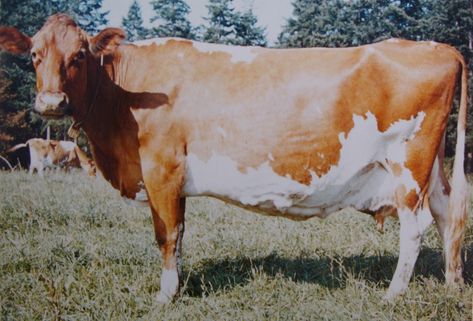 Guernseys of the Past – Spirited Rose Homestead Dairy Farm Guernsey Cow, Dairy Farm, Dairy Cows, Dairy Farms, Farm Animals, Dairy, Cow, The Past, Animals