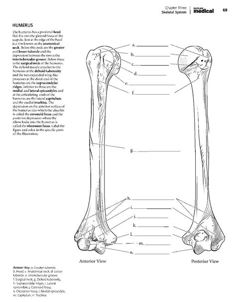 Skeletal System Worksheet Pdf 59 Staggering Coloring Book Anatomy Pdf – Haramiran Book Anatomy, Veterinary Anatomy, Skeletal System Worksheet, Drawing Book Pdf, Anatomy Coloring, Anatomy Coloring Book, Horse Anatomy, Toddler Coloring Book, Cat Coloring Book