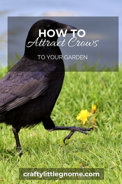 How to Attract Crows to Your Garden Static Pin. Attract Crows, Crows And Ravens, Crows Ravens, Better Homes And Garden, Small Mirrors, Crows, Ravens, Bird Houses, Bird Bath