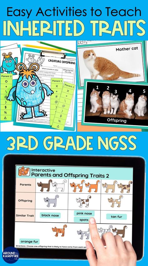 Third grade teachers, this post is a collection of engaging inherited traits activities, lessons and experiments to teach about inherited traits, variation of traits and heredity in 3rd grade science. Animal Traits 3rd Grade, Inheritance And Traits For 3rd Grade, Inherited Traits Activities, Inherited Traits 3rd Grade, Easy Science Projects For Kids, 3rd Grade Science Experiments, Third Grade Science Activities, Stem Worksheets, Science 3rd Grade