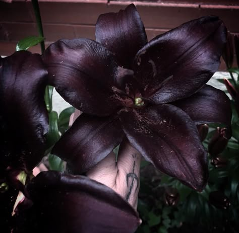 black wizard asiatic lily @ritualcravt Black Wizard Lily, Black Lilies Aesthetic, Dark Lilies, Black Flowers Aesthetic, Black Lillies, Goth Flowers, Black Lilies, Black Lilly, Purple Lilies