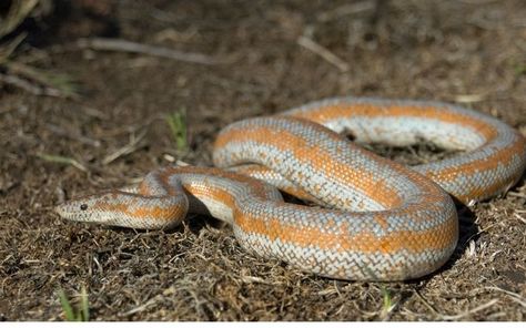 Want to learn about Rosy Boa enclosures? Read more on the blog😎 Rosy Boa Snake, Boa Enclosure, Rosy Boa, Snake Pet, Snake Enclosure, Python Morphs, Ball Python Morphs, Ball Python, Reptiles And Amphibians