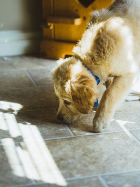 https://unsplash.com/photos/close-photo-of-long-coated-beige-dog-sniffing-the-floor-qV_ZEdIzLo0?utm_source=unsplash&utm_campaign=unsplash-ios&utm_medium=referral&utm_content=view-photo-on-unsplash Dog Sniffing, Dog Paw Protection, Dog Urine, City Dog, Dogs Love, Puppy Pictures, Dog Paw, Dog Trainer, Training Your Dog