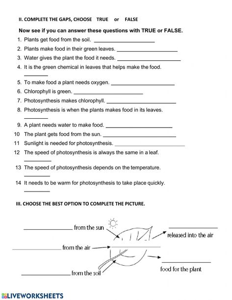 Photosynthesis Worksheet, Photosynthesis, Online Activities, School Subjects, Life Science, Online Workouts, Google Classroom, Biology, Ramadan