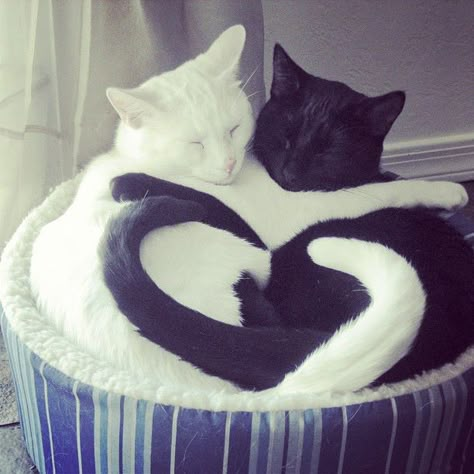 PHOTOS: 8 Found Hearts For Valentine's Day Black And White Cats, White Cats, A Heart, Black And White, Bed, White, Black