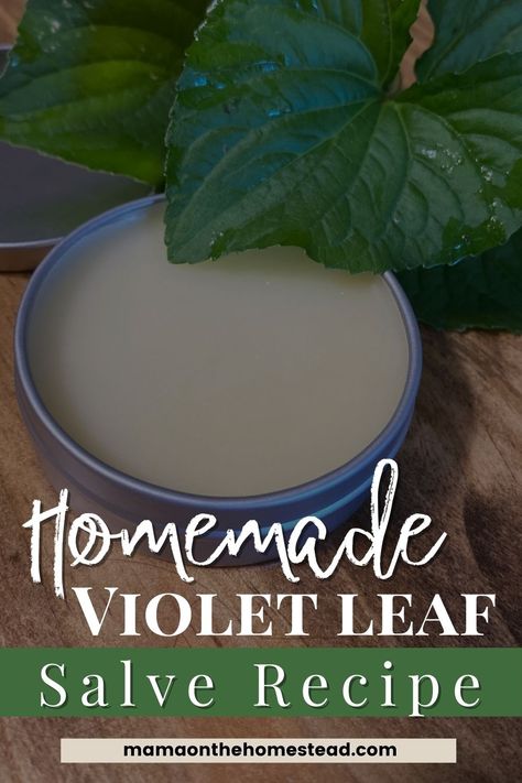 Wild Violet Salve Recipe, Wild Violet Tincture, Violet Leaf Benefits, Violet Oil, Wild Lettuce Salve, Wild Violet Salve, Wild Violets Uses, Violet Salve, Wild Violet Recipes