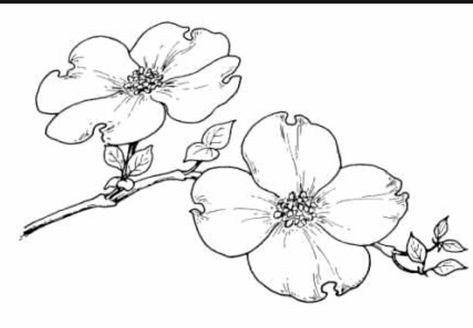 Dogwood tattoo Dogwood Tattoo, Dogwood Flower Tattoos, Pacific Dogwood, Dogwood Blooms, Dogwood Flower, Dogwood Blossoms, Flower Outline, Dogwood Trees, Dogwood Flowers